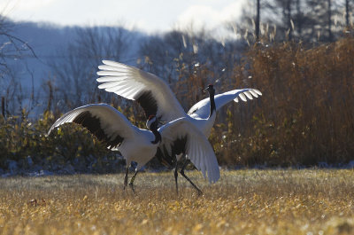 Red-crowned Crane