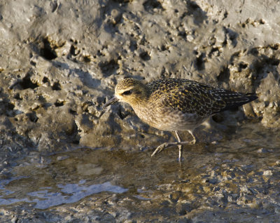 Black-bellied Plover