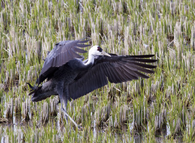 Hooded Crane