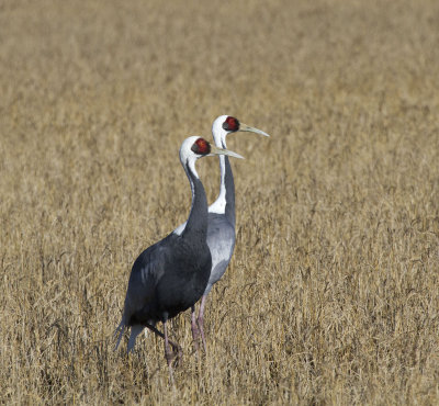 White-naped Crane