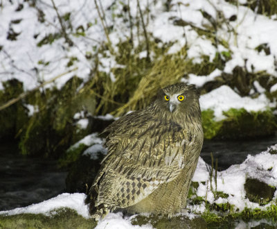 Blakistons Fish Owl 