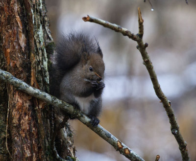 Japanese Squirrel