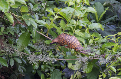 Long-tailed Pangolin IMG_2877.jpg