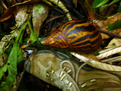 african giant snail 2.jpg