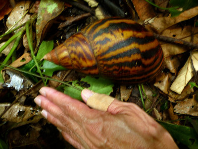 african giant snail.jpg