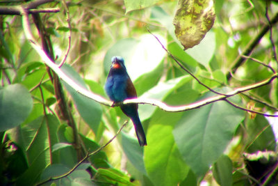 blue moustached bee eater 3.jpg