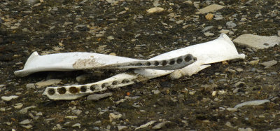Beluga bones