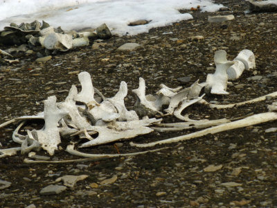 Beluga bones