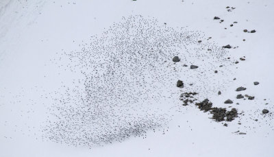 Dovekie, flocks in snow