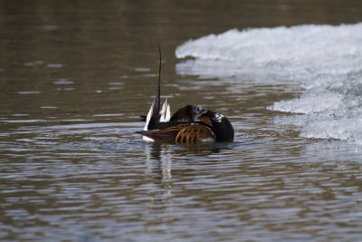 Long-tailed Duck preening