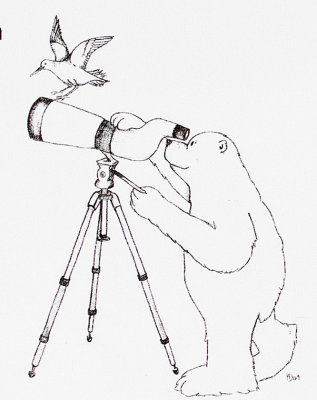 Polar bear drawing