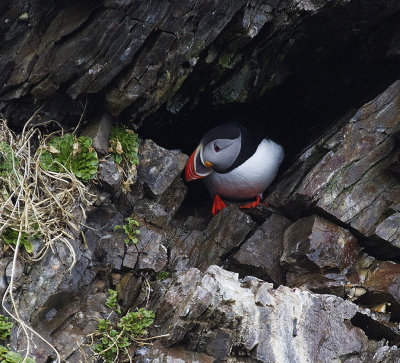 Atlantic Puffin at nest hole