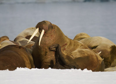 Walrus at haulout 
