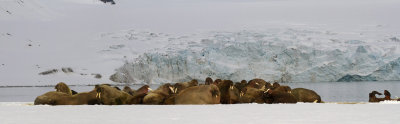 Walrus haulout panorama