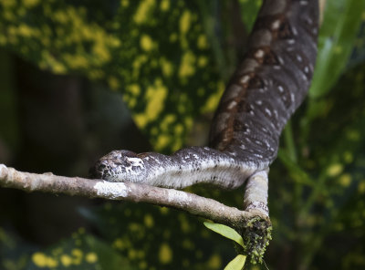 Boa Constrictor at Pico Bonito feeders