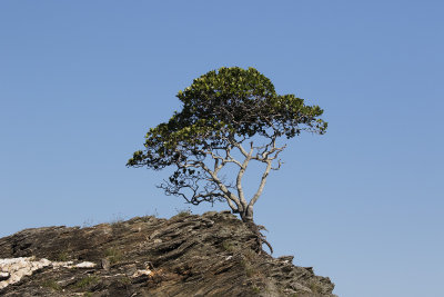 Bonsai tree on Cayo Menor, Cayos Cochinos