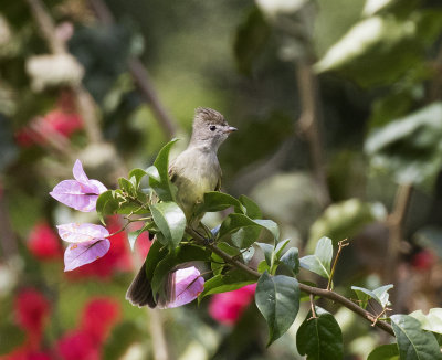 Yellow-bellied Elaenia