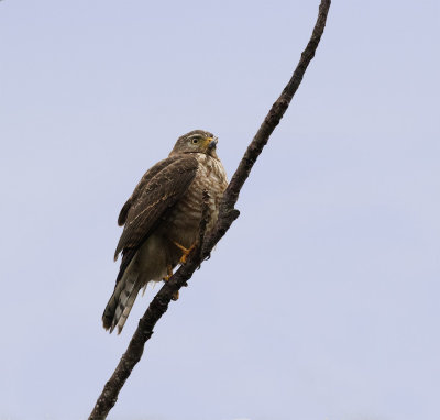 Roadside Hawk