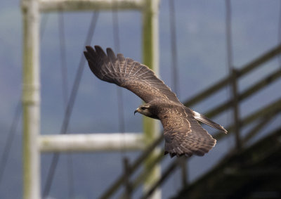 Snail Kite in flight