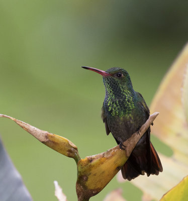 Green-breasted Mango