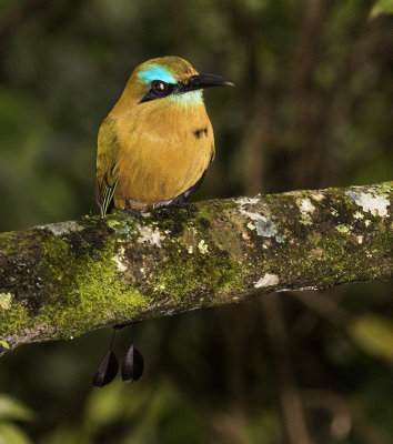 Keel-billed Motmot