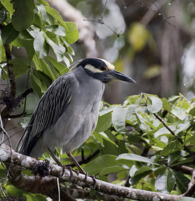 Yellow-crowned Night-Heron