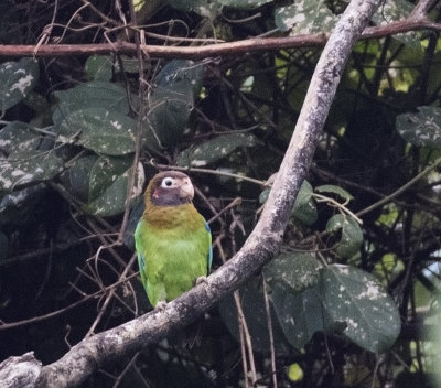 Brown-hooded Parrot