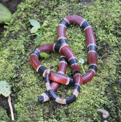 Coral Snake, unfortunately dead