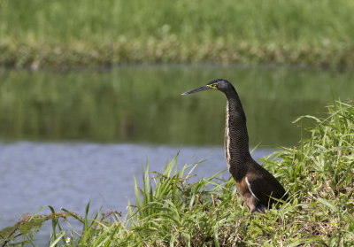 Bare-throated Tiger-Heron