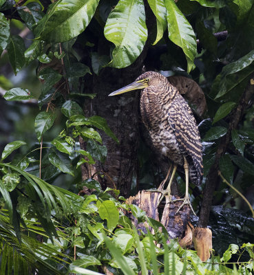 Bare-throated Tiger-Heron immature