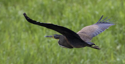 Bare-throated Tiger-Heron in flight