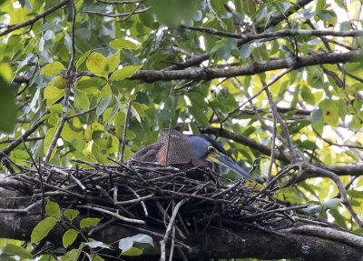 Bare-throated Tiger-heron on nest