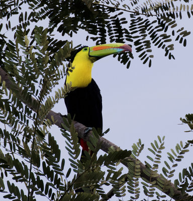 Keel-billed Toucan