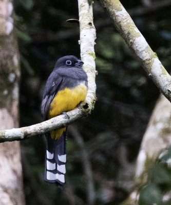 Black-headed Trogon female