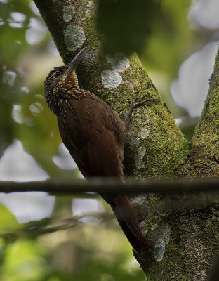 Ivory-billed Woodcreeper