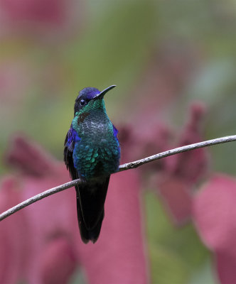 Crowned Woodnymph