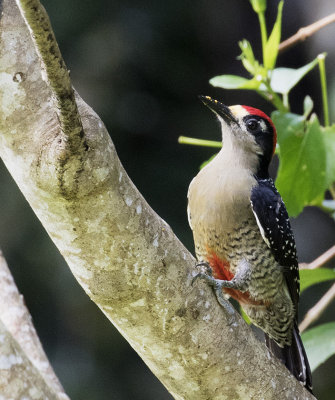 Black-cheeked Woodpecker