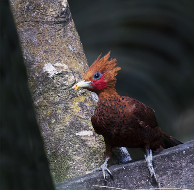 Chestnut-colored Woodpecker