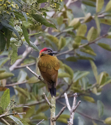 Golden-olive Woodpecker