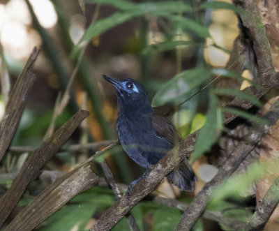 Chestnut-backed Antbird