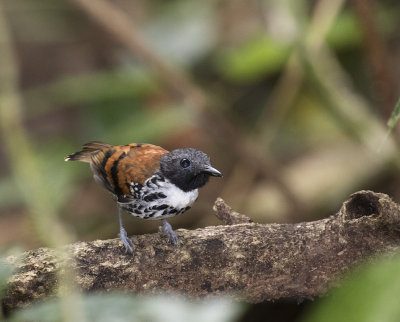 Spotted Antbird