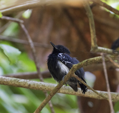 White-flanked Antwren