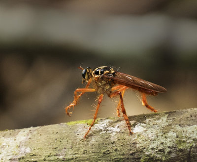 Assassin Fly