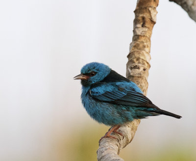 Blue Dacnis