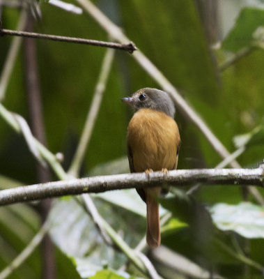 Ruddy-tailed Flycatcher