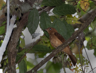 Rufous Piha