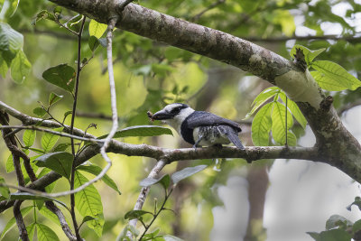 White-necked Puffbird