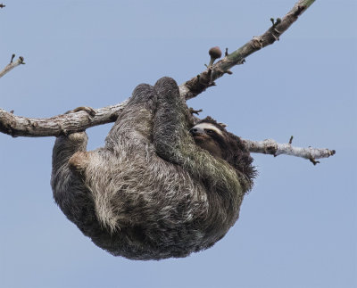 Three-toed Sloth