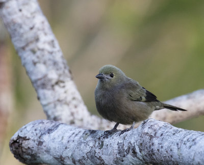 Palm Tanager