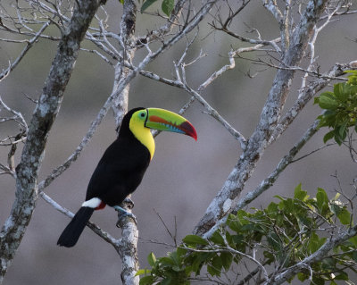 Keel-billed Toucan